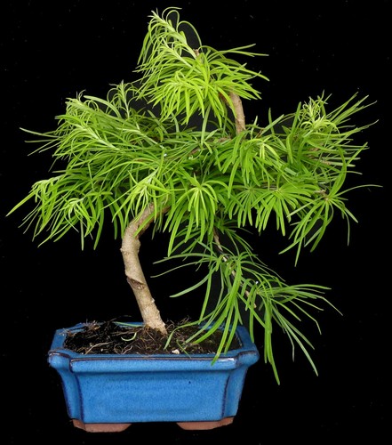 Bonsai pseudolarix - pseudolarix,