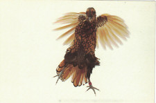 Golden Sebright Gallo