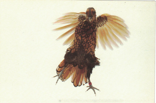 Golden sebright gallo - golden,