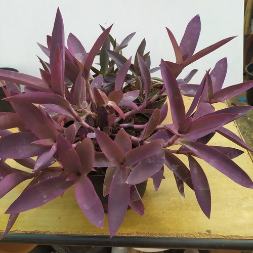 Tradescantia pallida pianta - tradescantia,