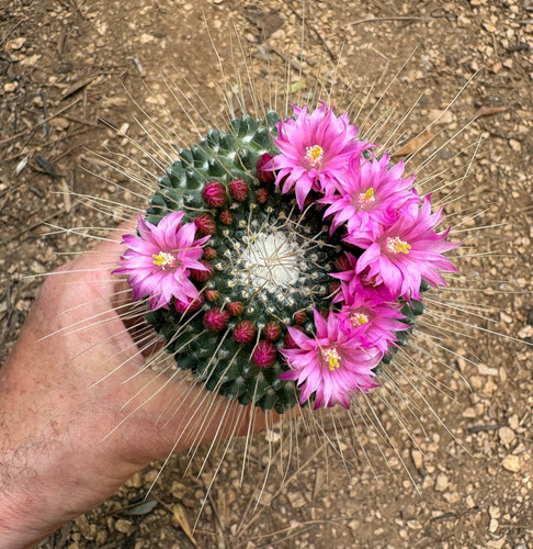 Mammillaria spinosissima - spinosissima, cv