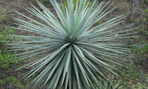 Dasylirion lucidum pot - dasylirion,