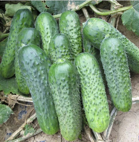100 semi cetriolo platina - , f1