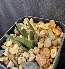Ariocarpus bravoanus