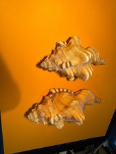 CONCHIGLIA  CIMATIDI CYMATIUM