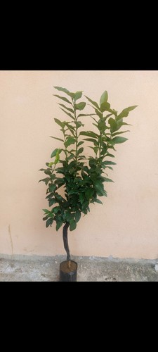 Pianta bergamotto in - pianta,