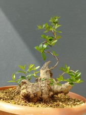 Bonsai Olivastro 25x20cm