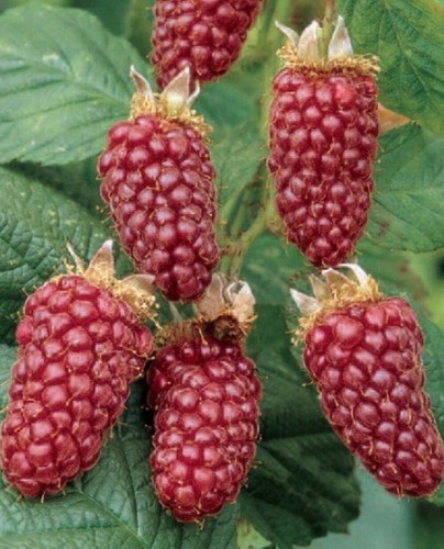 Pianta tayberry medana - tayberry, 'medana'
