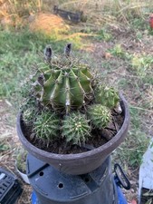 Cuscino Della Suocera Con Germogli Laterali