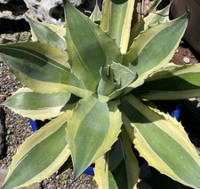 Agave Ovatifolia Orca