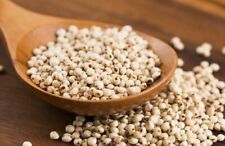 100 SEMI DI SORGO BIANCO "durra bianca"  "SPEDIZIONE GRATUITA"