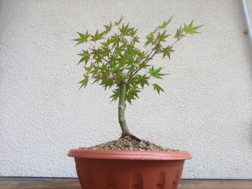Bonsai acero palmato - bonsai,