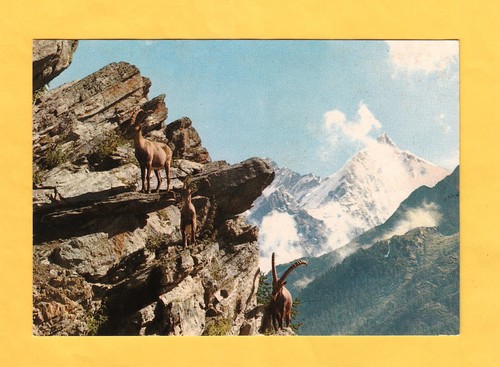 Cartolina stambecco capra ibex - cartolina,