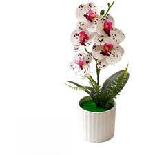 Phalaenopsis Style Orchidea