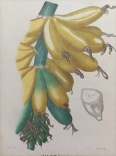 1860 Ca. Botanica Pietraroja
