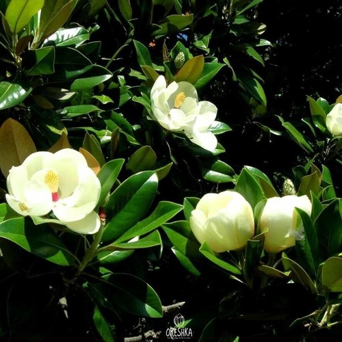 Magnolia grandiflora pcs - grandiflora,