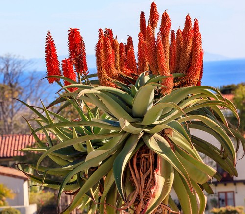 Barbere aloe albero di - di, aloe,