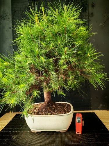 Bonsai pino halpensis cm - bonsai,