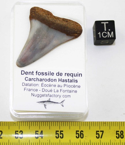 Dente fossile squalo - dente,