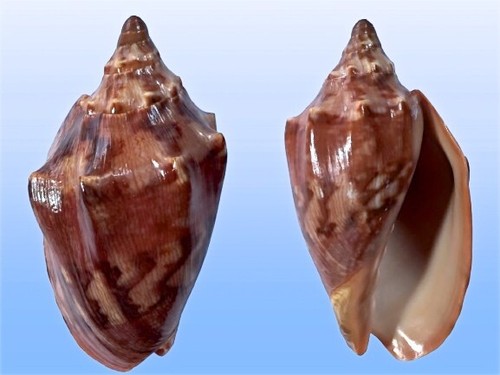Volutidae cymbiola aulica - volutidae,,