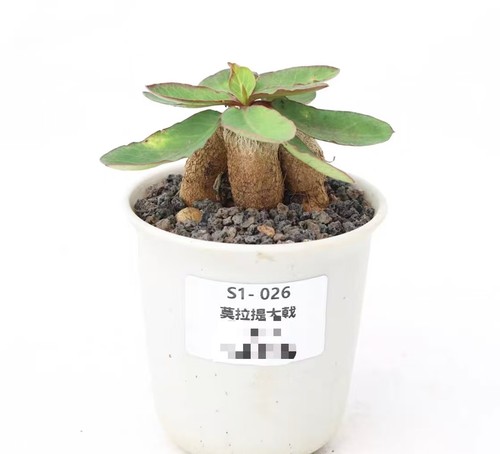 Vaso pianta rara - vaso, 9