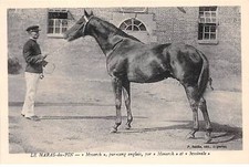 61 - Taglio Pino - SAN30793 -