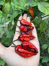 10 semi di peperoncino Black