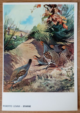 CARTOLINA STARNE STARNA CACCIA ROBERTO LEMMI CACCIATORE EDITORIALE OLIMPIA
