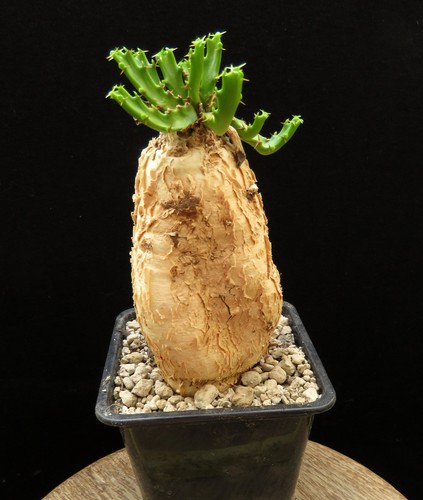 Euphorbia stellata