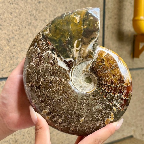 Ammonite lucida libbre - ammonite,