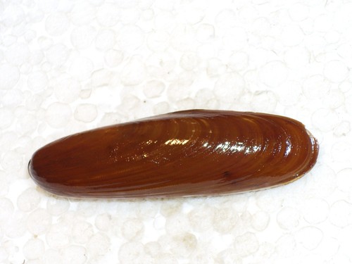 Lithophaga monster - lithophaga,