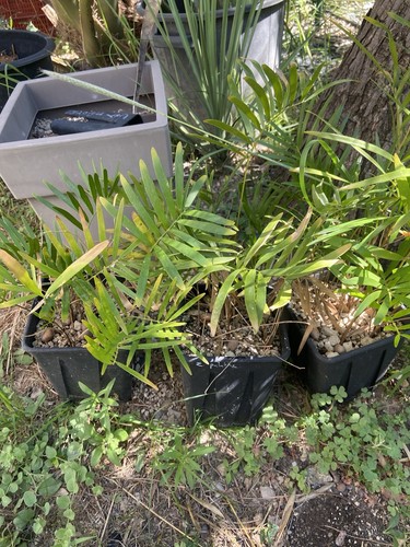 Zamia integrifolia palatka - integrifolia, ´palatka