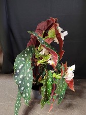  Begonia begonie maculata a