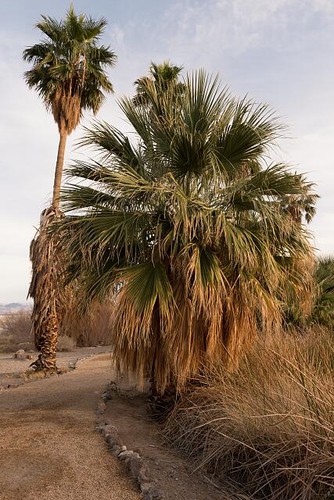 Zzyzx california palm trees - zzyzx,