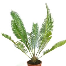 Dioon edule var. edule -  -