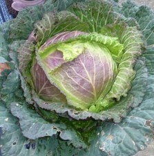  Lot De 50 Graines De Chou De Milan De Pontoise 2 Graines Seed