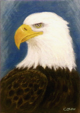 Dipinto originale aquila calva