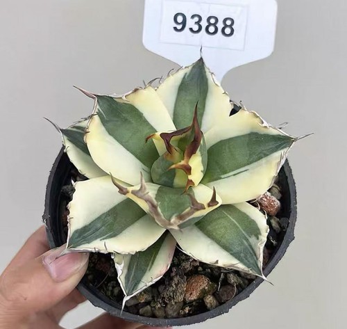 1pcs rare cacti agave - rare, titanota