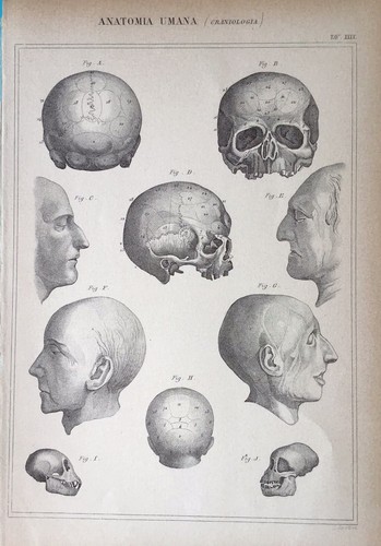 Stampa antica incisione - stampa,