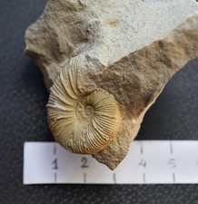 AMMONITI: Holcodiscus fallax, Cretacico, Barremiano, Francia