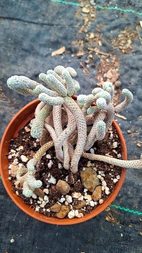 Turbinicarpus krainzianus - , v