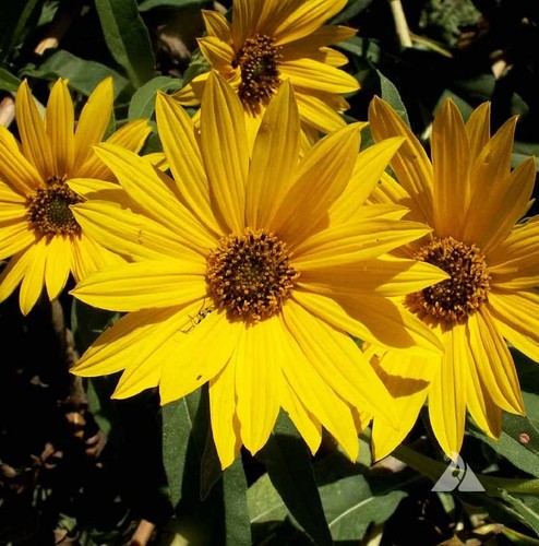 Girasole perenne maximiliano - perenne,