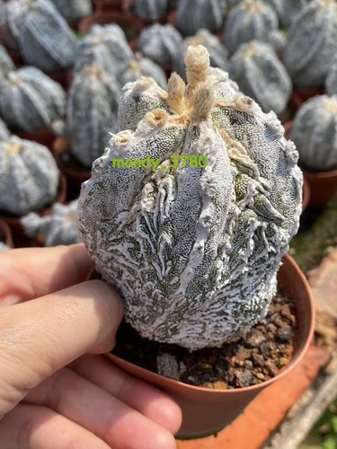 Pianta succulenta astrophytum - succulenta,
