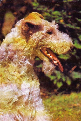 Cartolina fox terrier - fox,