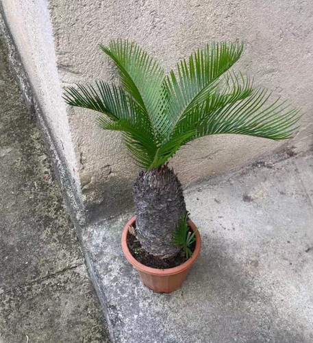 Rara cycas revoluta - rara, var