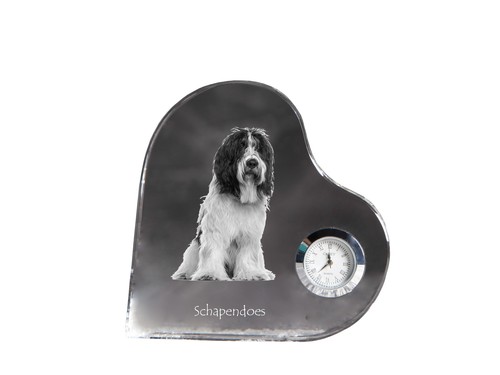 Schapendoes olandese - schapendoes,