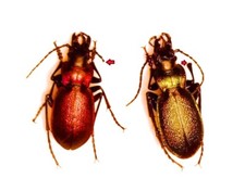 Carabidae CARABINAE Carabus
