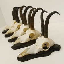 5 Pezzi Antlers Camosci