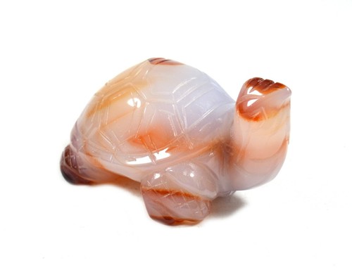 Tartaruga corniola - in,