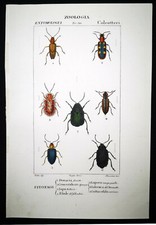 1831,PRETRE ORIGINALE ENGR. BELLISSIME ANTICHE CINTURE COLEOTTERI ACQUERELLO XPR